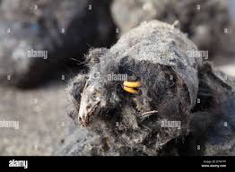 Attēlu rezultāti vaicājumam “Sorex sp.”