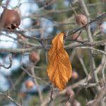 Attēlu rezultāti vaicājumam “Mespilus germanica leaf”