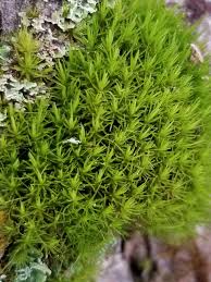 Attēlu rezultāti vaicājumam “| Dicranum”