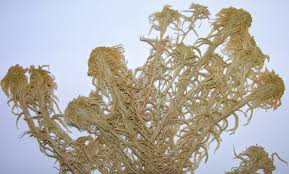 Attēlu rezultāti vaicājumam “Sphagnum flexuosum”