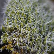 Attēlu rezultāti vaicājumam “Campylopus introflexus”