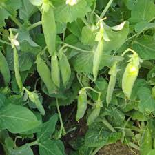 Attēlu rezultāti vaicājumam “Pisum sativum”