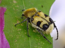 Attēlu rezultāti vaicājumam “Trichius fasciatus”