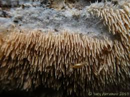 Attēlu rezultāti vaicājumam “Hydnocristella himantia”