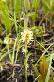 Attēlu rezultāti vaicājumam “Carex caryophyllea flower”