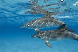 Image result for Durley Dolphin Diver