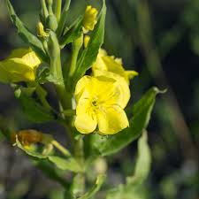 Attēlu rezultāti vaicājumam “Oenothera biennis fruit”
