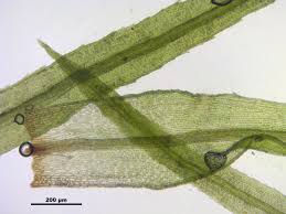Attēlu rezultāti vaicājumam “Bartramia pomiformis”