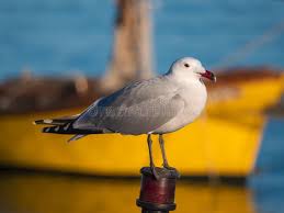 Image result for Larus audouinii