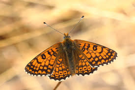 Attēlu rezultāti vaicājumam “Melitaea cinxia upperside”