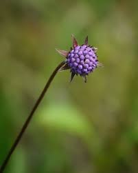 Attēlu rezultāti vaicājumam “Succisa pratensis bud”