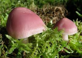 Attēlu rezultāti vaicājumam “Mycena rosella”