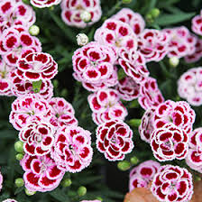 Attēlu rezultāti vaicājumam “Diplolepis bicolor”