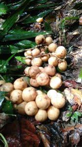 Attēlu rezultāti vaicājumam “Blysmus compressus fruit”