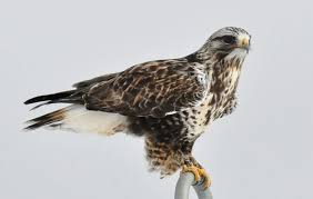 Attēlu rezultāti vaicājumam “Buteo lagopus”
