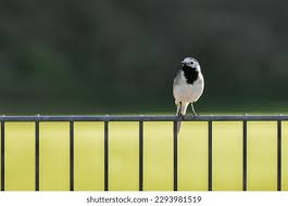 Attēlu rezultāti vaicājumam “Motacilla alba adult”