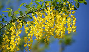 Attēlu rezultāti vaicājumam “Laburnum”