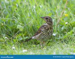 Attēlu rezultāti vaicājumam “Turdus philomelos juvenile”