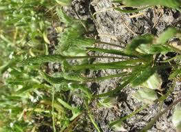 Attēlu rezultāti vaicājumam “Myosurus minimus”