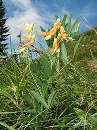 Attēlu rezultāti vaicājumam “Lathyrus laevigatus”