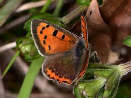 Attēlu rezultāti vaicājumam “Lycaena phlaeas male”