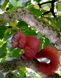 Attēlu rezultāti vaicājumam “Sciurus vulgaris”