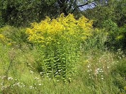 Attēlu rezultāti vaicājumam “Solidago canadensis flower”