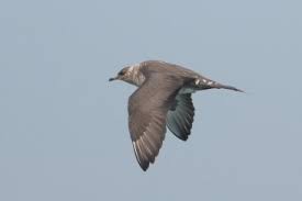 Attēlu rezultāti vaicājumam “Stercorarius parasiticus adult”