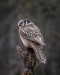 Image result for Surnia ulula