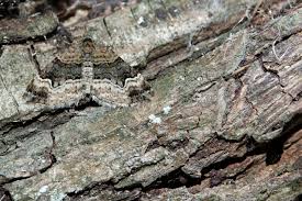 Attēlu rezultāti vaicājumam “Xanthorhoe biriviata”