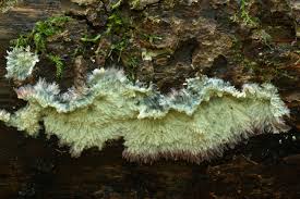 Attēlu rezultāti vaicājumam “Phlebia centrifuga”