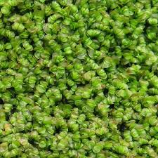 Attēlu rezultāti vaicājumam “Mylia anomala”