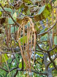 Attēlu rezultāti vaicājumam “Catalpa ovata”