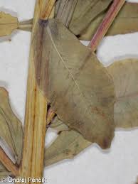 Attēlu rezultāti vaicājumam “Euphorbia palustris leaf”