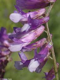 Attēlu rezultāti vaicājumam “Vicia tenuifolia flower”