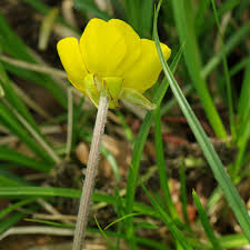 Attēlu rezultāti vaicājumam “Ranunculus bulbosus flower”