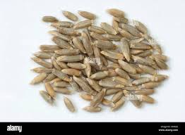 Image result for Secale cereale