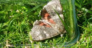 Attēlu rezultāti vaicājumam “Catocala nupta”