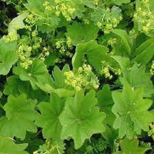 Attēlu rezultāti vaicājumam “Alchemilla subcrenata”