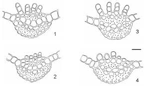 Attēlu rezultāti vaicājumam “Atrichum flavisetum sporophyte”