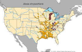 Image result for Alosa chrysochloris