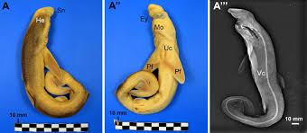 Image result for Galeorhinus galeus