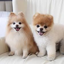 Image result for boo