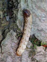 Attēlu rezultāti vaicājumam “Scardia boletella”