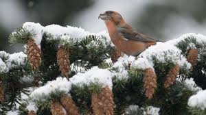 Attēlu rezultāti vaicājumam “Loxia pytyopsittacus”