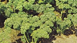 Attēlu rezultāti vaicājumam “Sium latifolium leaf”