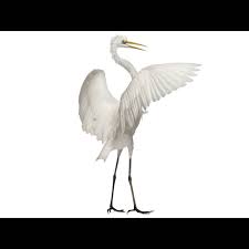 Attēlu rezultāti vaicājumam “Egretta alba adult”