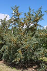 Attēlu rezultāti vaicājumam “Hippophae rhamnoides”