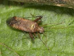 Attēlu rezultāti vaicājumam “Phytocoris varipes”