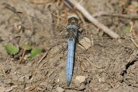 Attēlu rezultāti vaicājumam “Orthetrum brunneum”